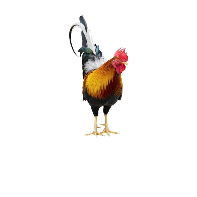 Garden figure: Feathered beauty