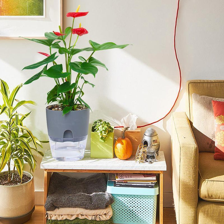 Self-watering Hydro-Flower Pot