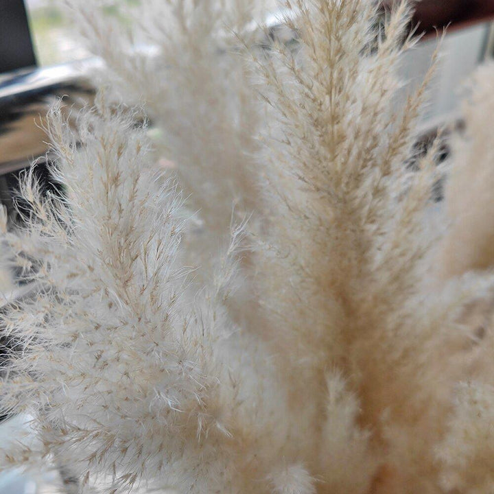 80 cm natural, real dried pampas grass bouquet (white / beige / gray) │ fluffy feather for modern boho home decor