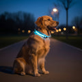 LED Safety Dog Collar with Adjustable Fit