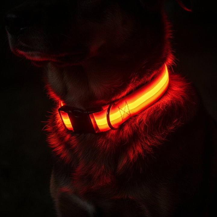 LED Safety Dog Collar with Adjustable Fit