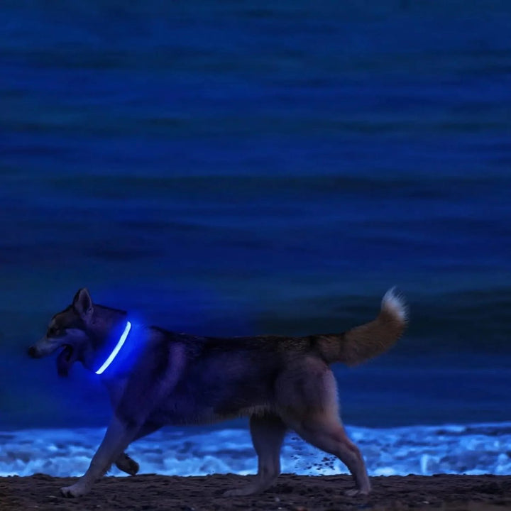 LED Safety Dog Collar with Adjustable Fit