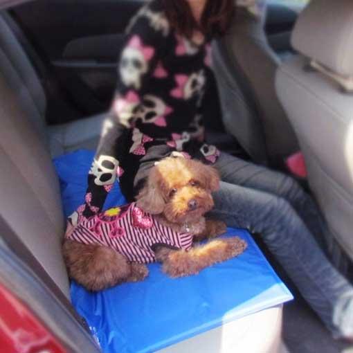 Pet Cooling Mat |