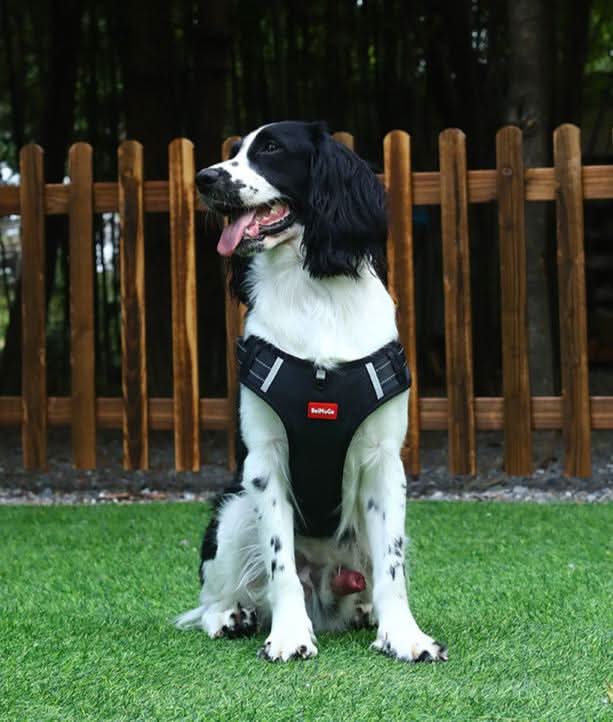 anti-pull dog harness for pain-free walks