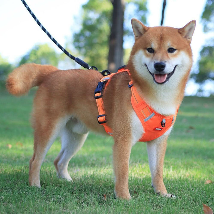 anti-pull dog harness for pain-free walks