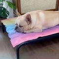 IcePup Frenchie Summer Cooling Mat with Advanced Ice Tech |
