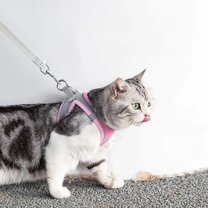 Adventurous Cat Harness with Leash – Adjustable and Reflective |
