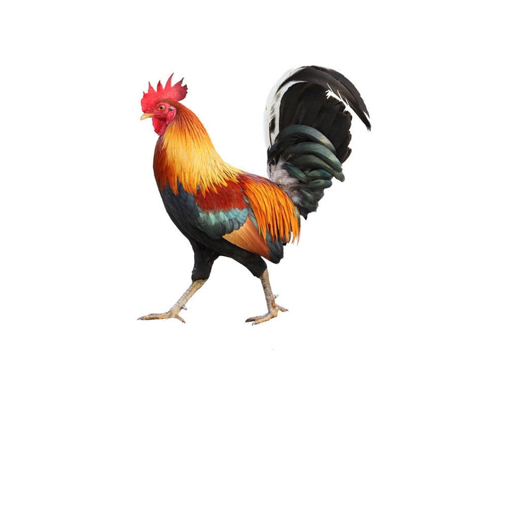 Garden figure: Feathered beauty