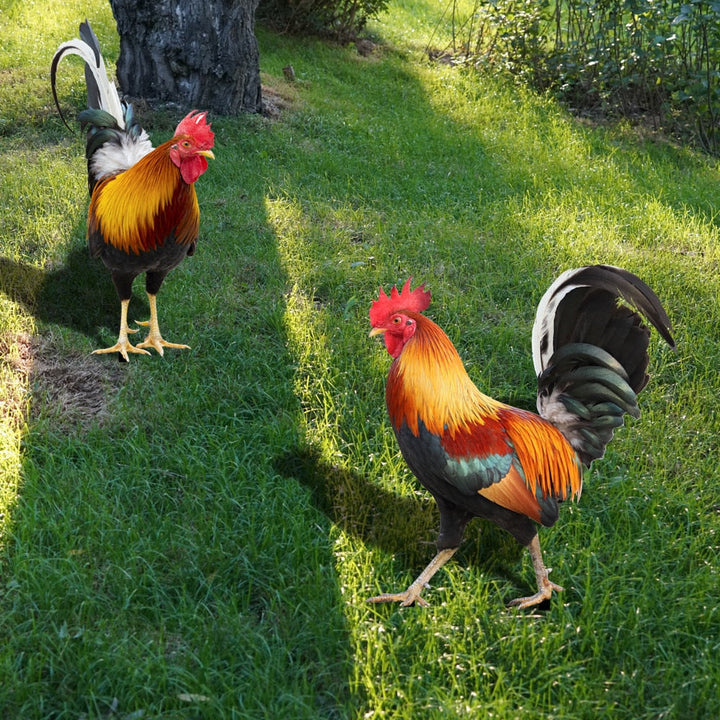 Garden figure: Feathered beauty