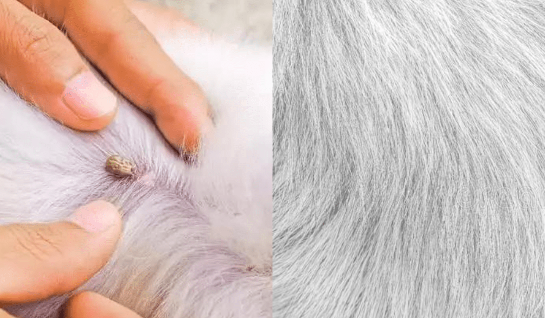 FLASHIELD – Anti-Flea &amp; Tick Collar for Dogs and Cats with Natural Protection