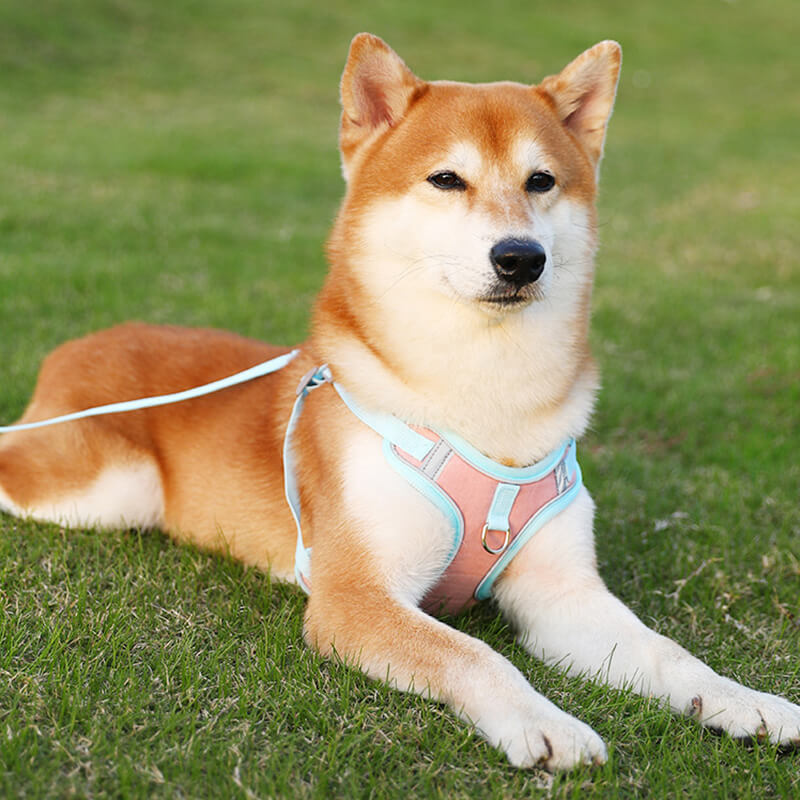 Reflective Puppy Harness - BrightPaw